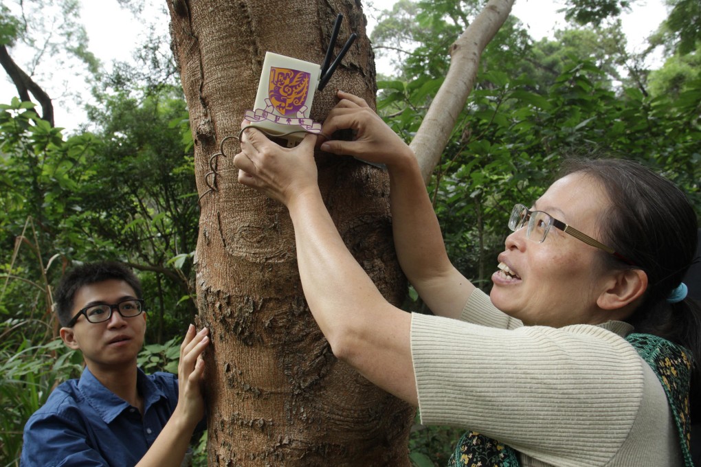 Professor Chiu Siu-wai, right, affixes a digital monitoring device to a tree at Chinese University's campus in Sha Tin. Photo: Dickson Lee