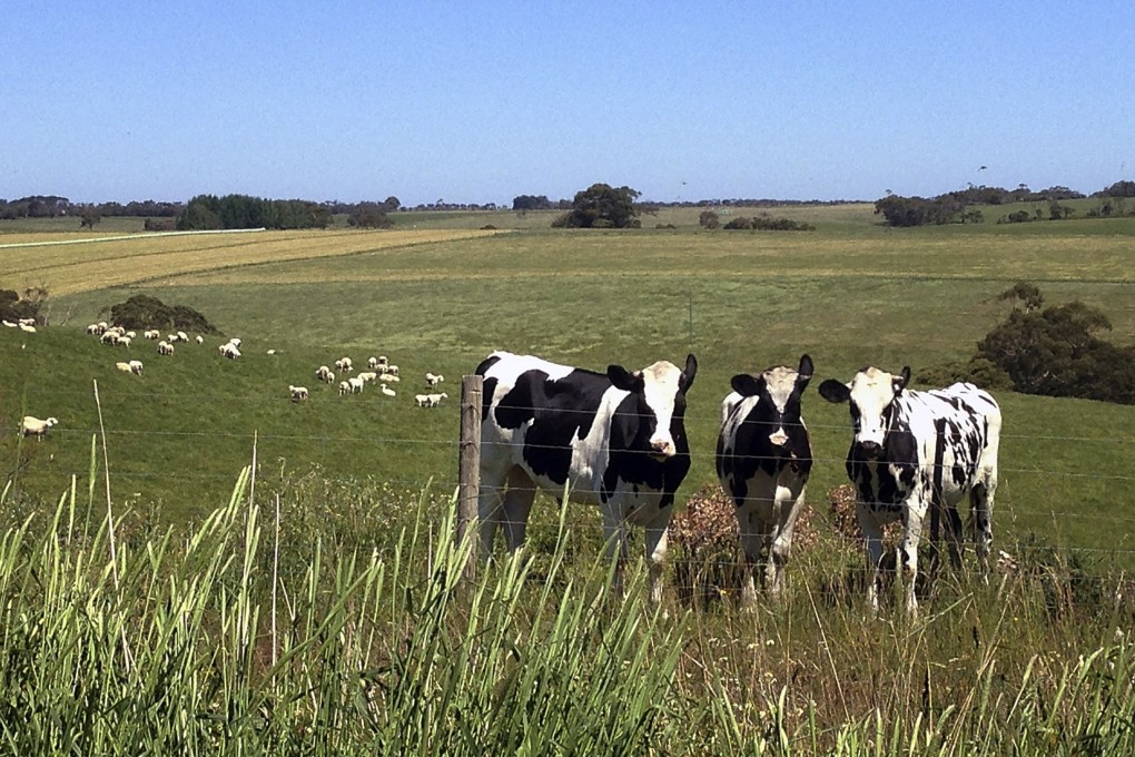 Cows on a farm near the town of Timboon, southwest of Melbourne. Shipping live cattle from Australia to China has been discussed for many years. Photo: Reuters