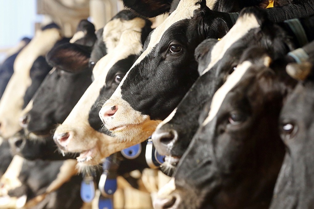The findings raise questions about milk consumption. Photo: Reuters