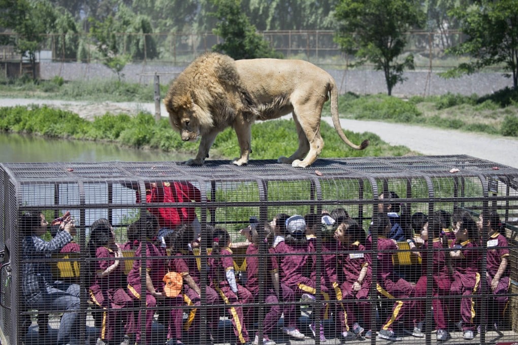 Schoolchildren get a close-up view of a male African lion. Photo: AFP