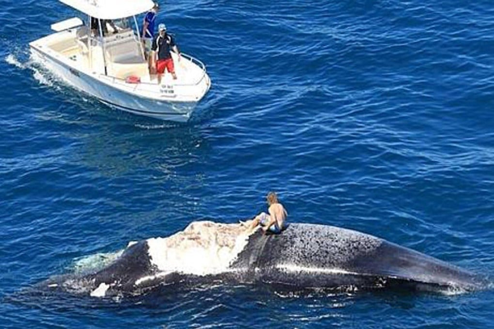 Harrison sits on the whale as his friends look on. Photo: SCMP Pictures