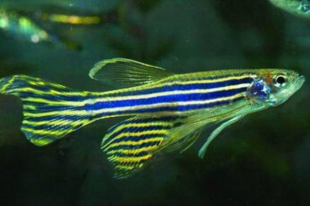 The zebrafish shares 90pc of its genetic code with humans.