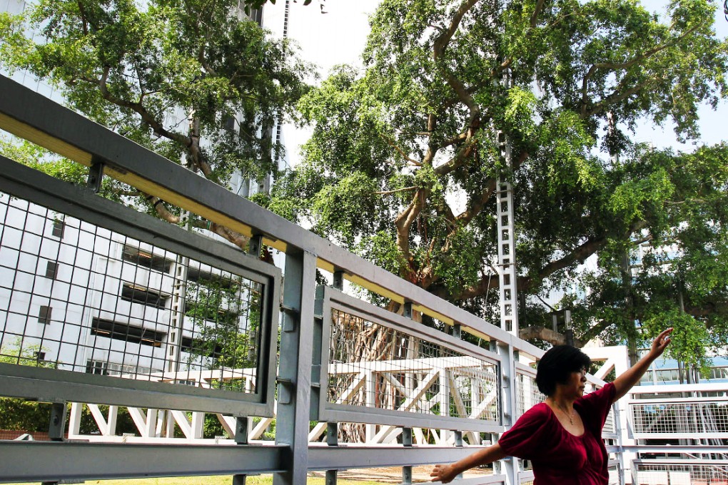 The banyan in Kowloon Park has been fenced off. Photo: May Tse