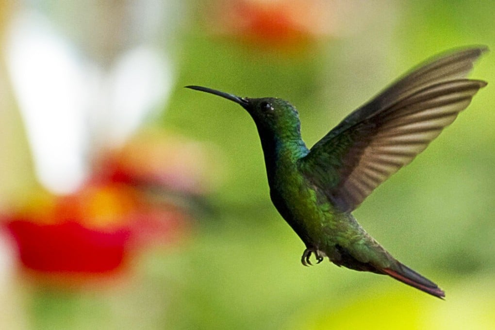 A hummingbird hovers in a garden in Pereira, Colombia. Photo: AFP