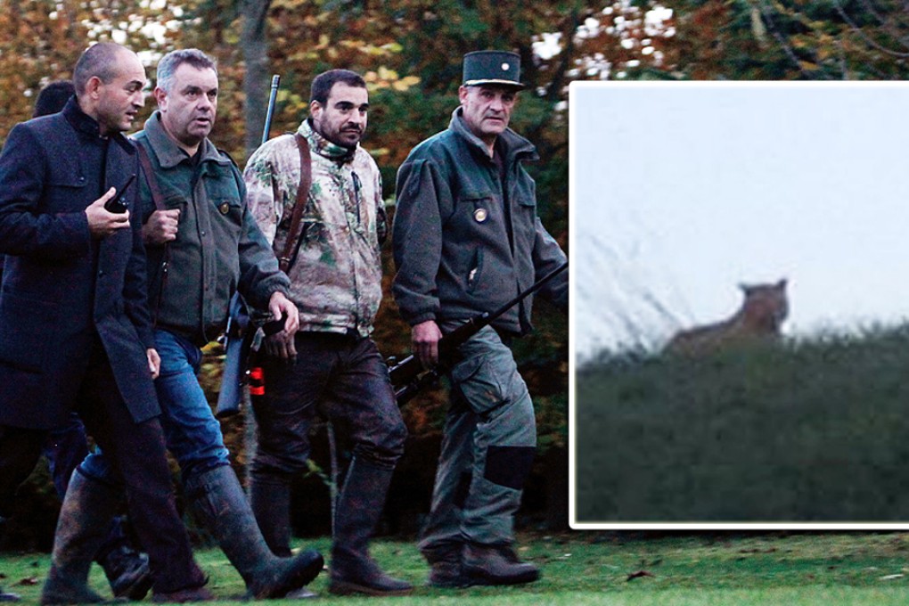 Members of the police animal brigade walk through a wood close to Montevrain. A picture of the tiger (inset) provided by Montevrain authorities. Photos: AP