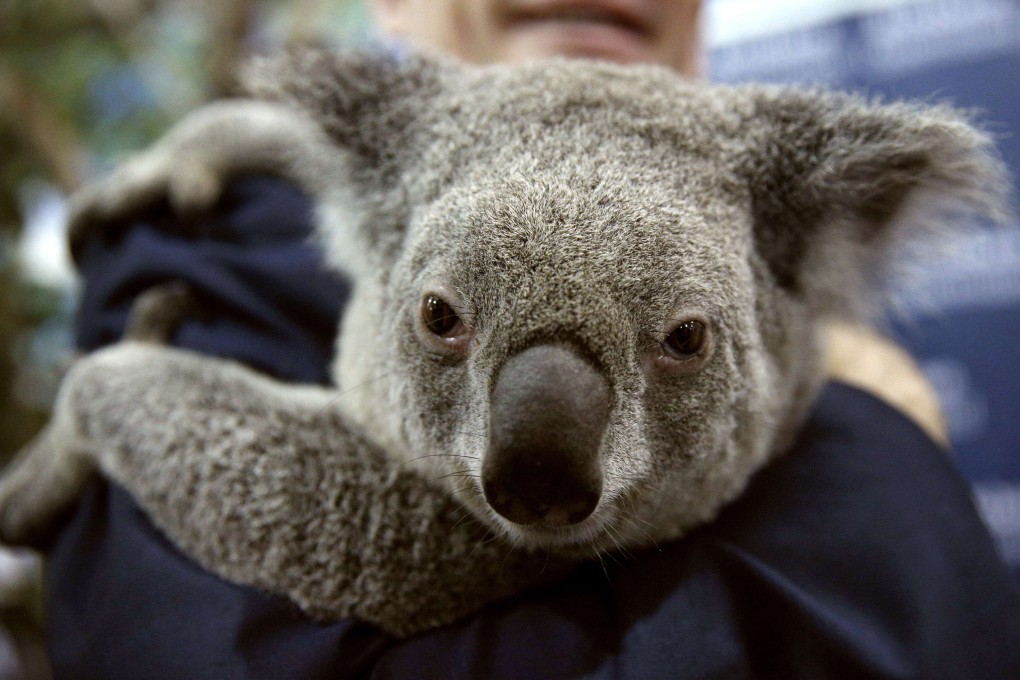 Jimbelung, a two-year-old koala, is held in the media center at the G20 Summit in Brisbane. Photo: Reuters