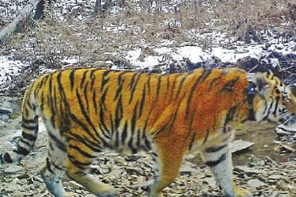 Kuzya spotted during his stay in China. Photo: SCMP