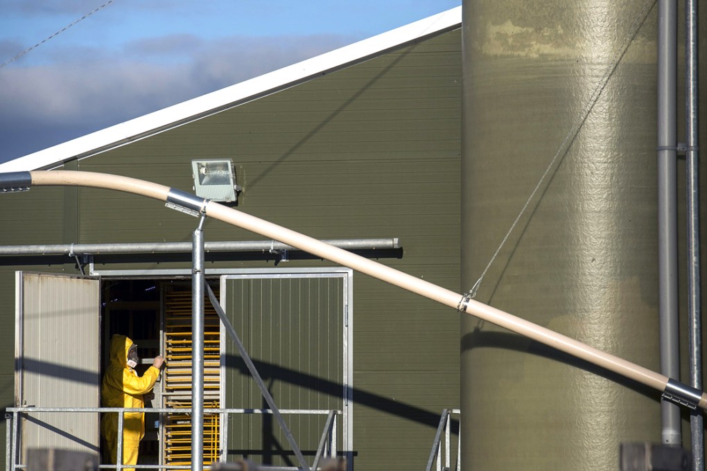 An expert wearing a protection suit works at a poultry farm, where a highly contagious strain of bird flu was found by Dutch authorities, in Hekendorp. Photo: Reuters