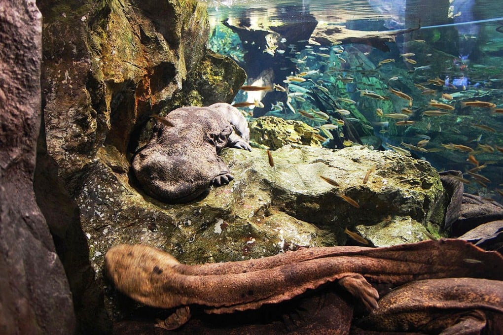 A pair of Japanese giant salamanders in captive.