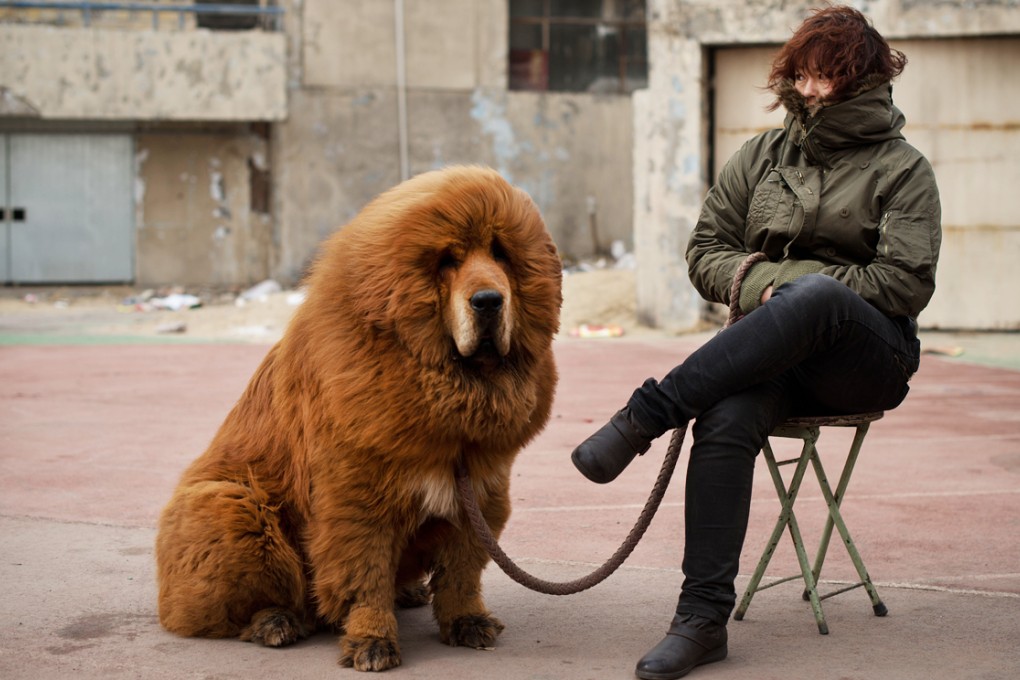 Two people have been attacked by two Tibetan mastiffs in their family home in Changsha. Photo: AFP