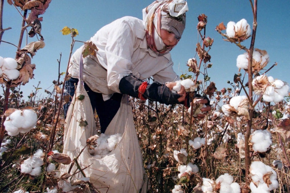 An Uzbek woman picks up cotton in a field outside Tashkent. Photo: Reuters