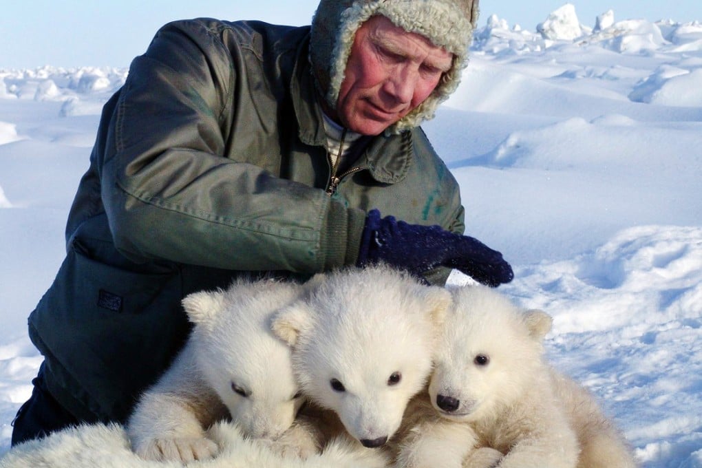 The study found a dramatic increase in young cubs dying. Photo: AP