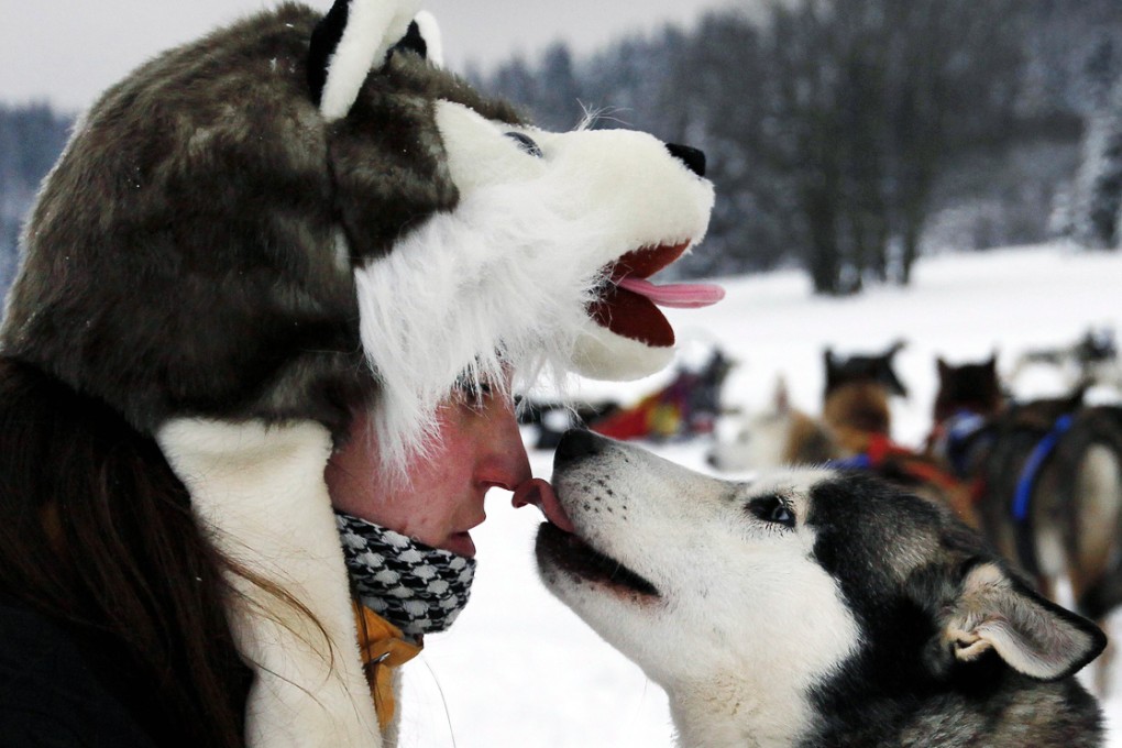 File photo of sled dog. Photo: Reuters