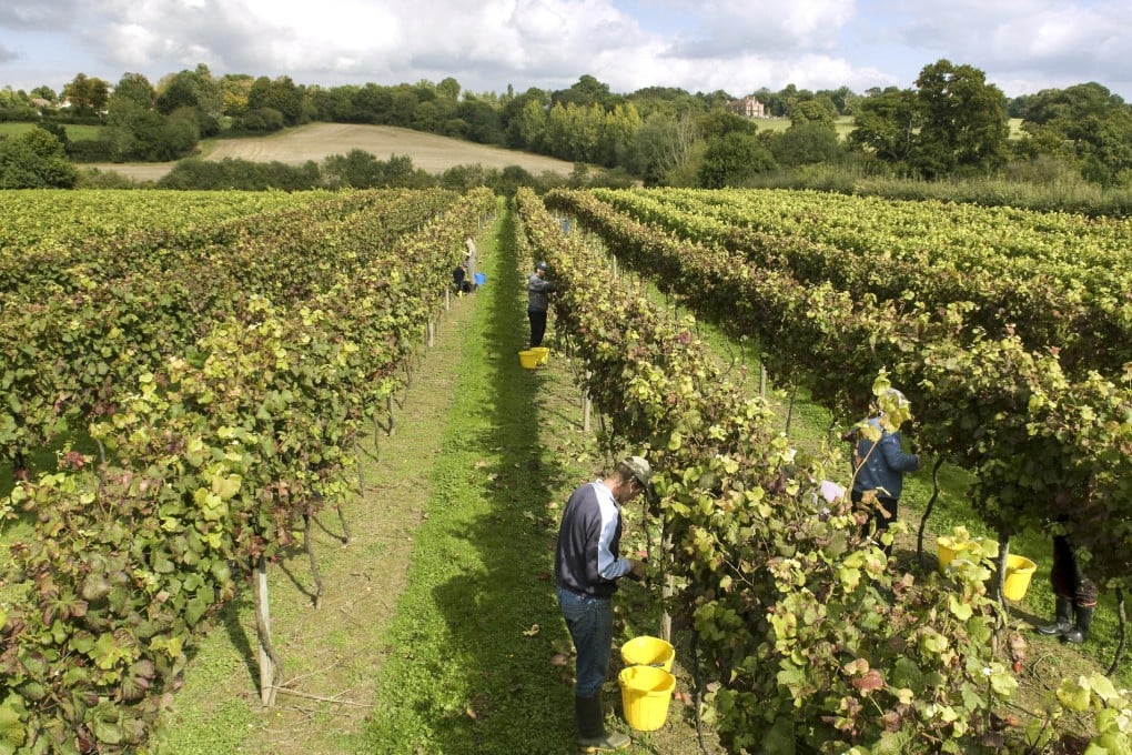 Picking pinot noir grapes at Chapel Down Winery's vineyard in Kent. Photo: Bloomberg