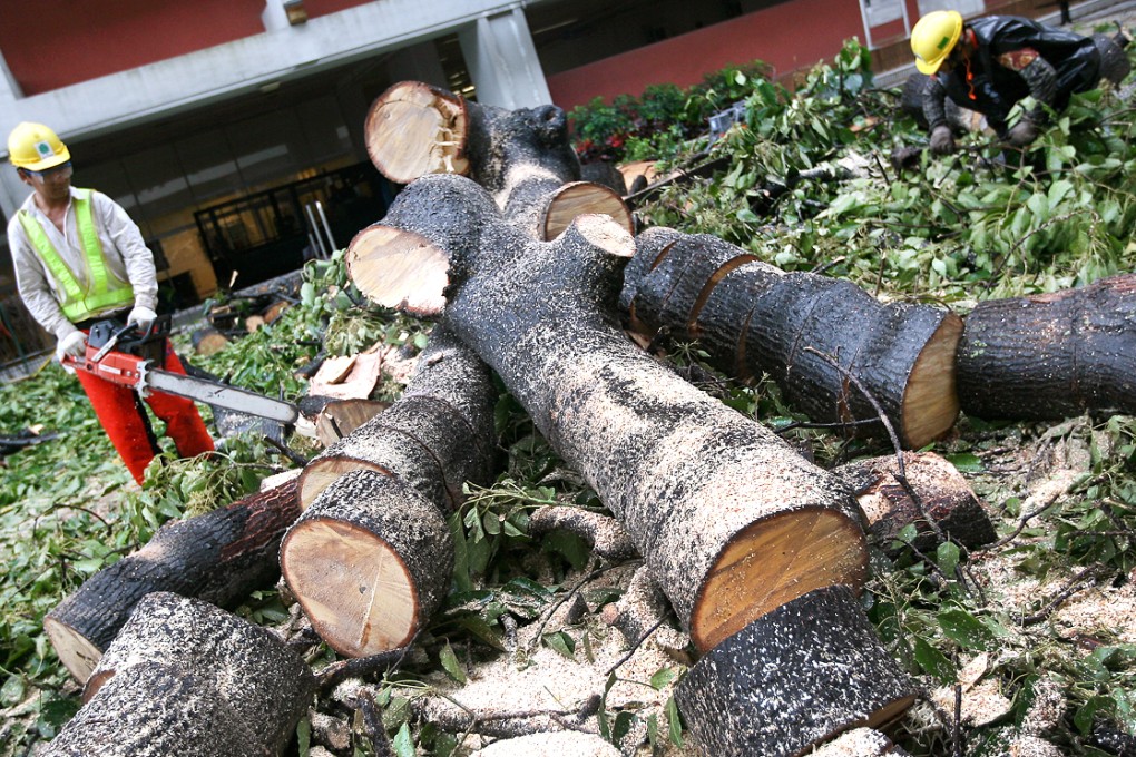 Workmen cut down an old tree on the campus of the University of Hong Kong because it was believed to be diseased and a potential danger to the public. Photo: Jonathan Wong