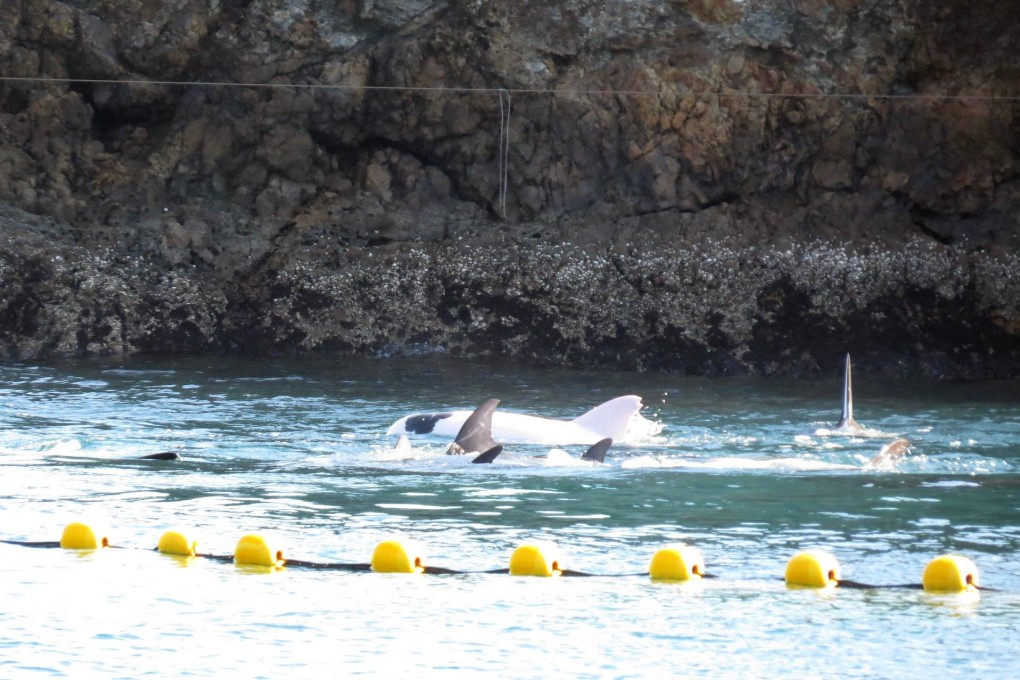 An albino dolphin pictured in Taiji's cove. Photo: AFP / Sea Shepherd