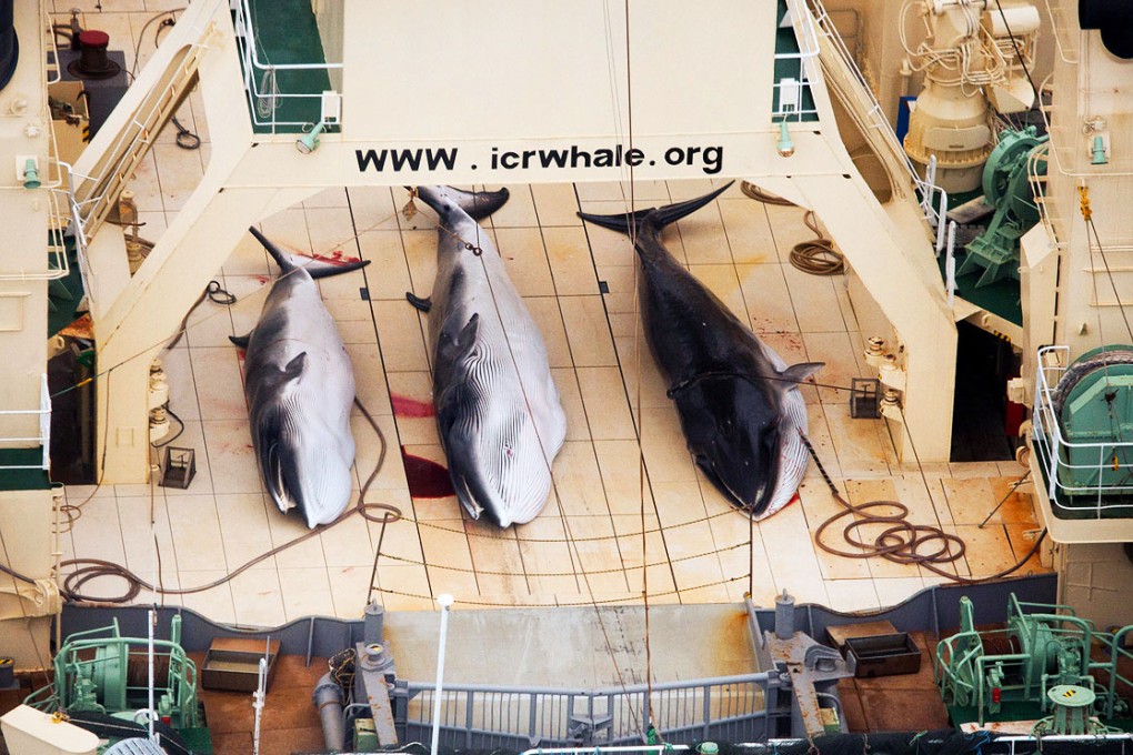 Dead minke whales on the deck of a Japanese whaling vessel. Photo: AP