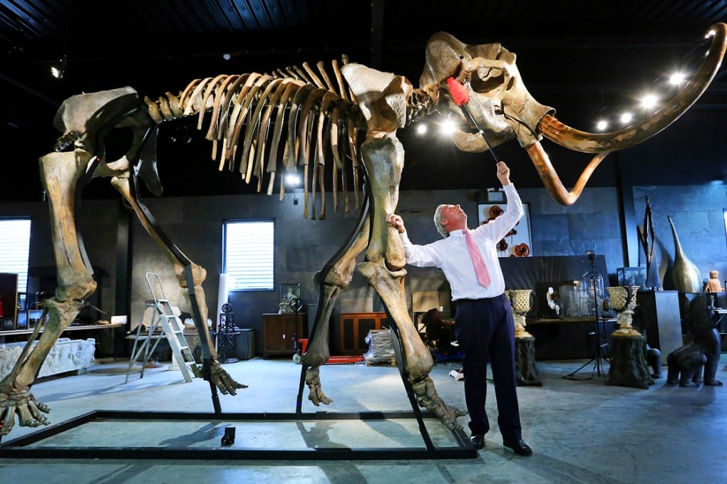 James Rylands, Auctioneer and Director of Summers Place Auctions, prepares the skeleton of an Ice Age woolly mammoth in London. Photo: AP