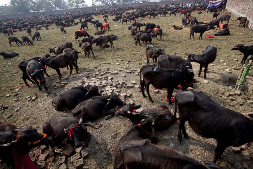 Cattle prepared for ceremonial sacrifice at Bariyapur. Photo: Xinhua