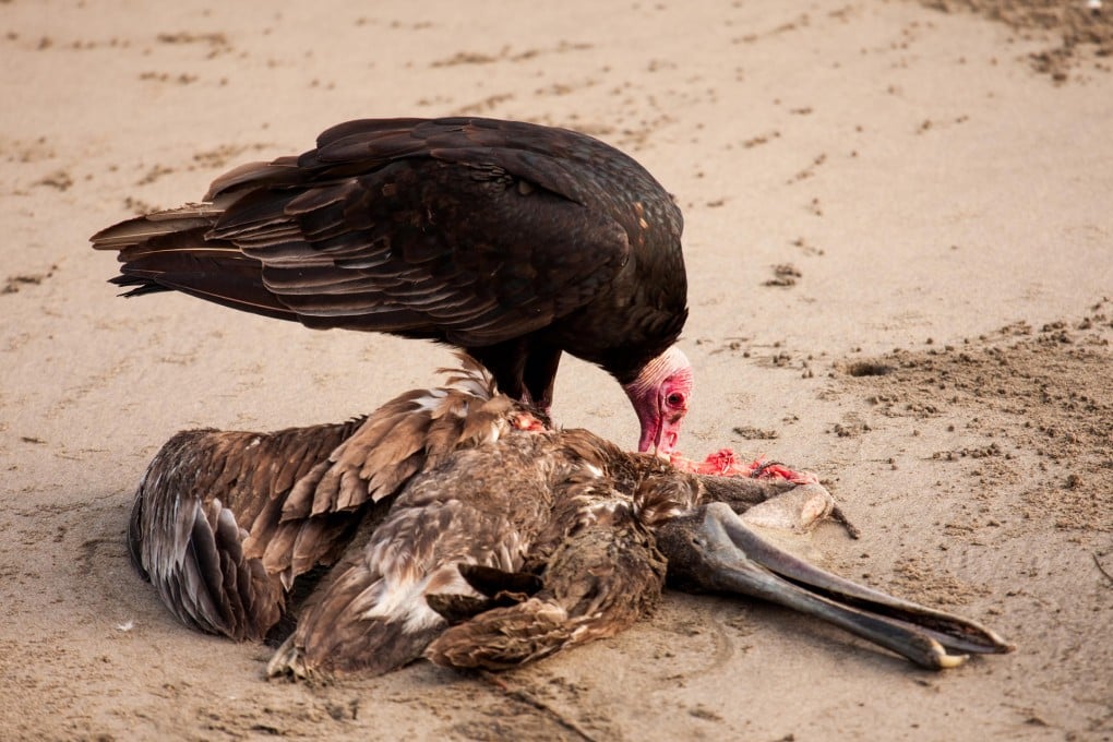 Researchers found turkey vultures had unique defences to avoid poisoning.