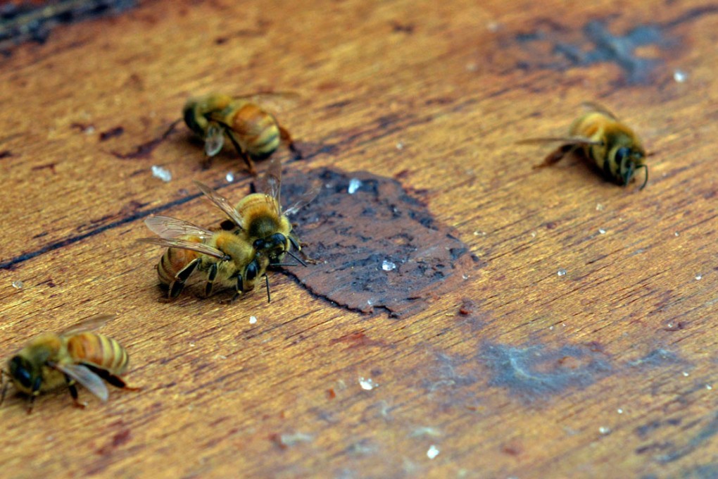 Bee populations have declined in recent decades.