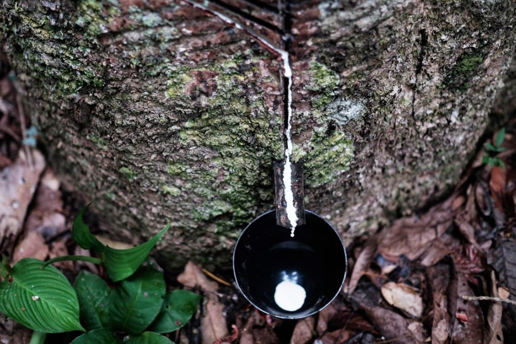 White sap drops from a rubber tree into a cup in a forest in Xapuri in Acre state in Brazil. Photo: AFP