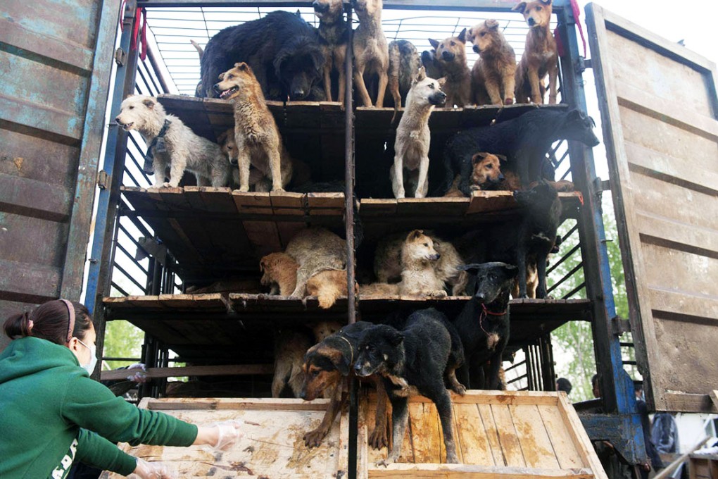 Police in Helan county have busted a gang who stole and slaughtered pet dogs and sold their meat to more than 500 restaurants in nearby Yinchuan. Photo: AFP