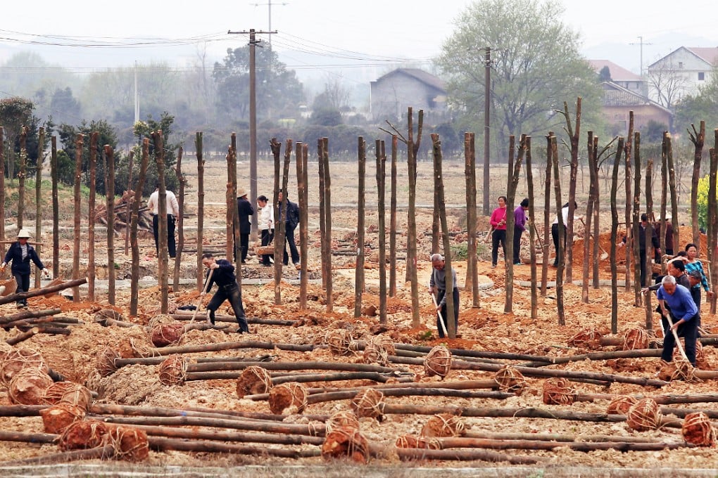 Villagers plant trees on polluted farmland in Shuangqiao village, Liuyang city, Hunan. A survey has found an alarming amount of cancer-causing substances in soil in the province known for its metal mines. Photo: SCMP Pictures