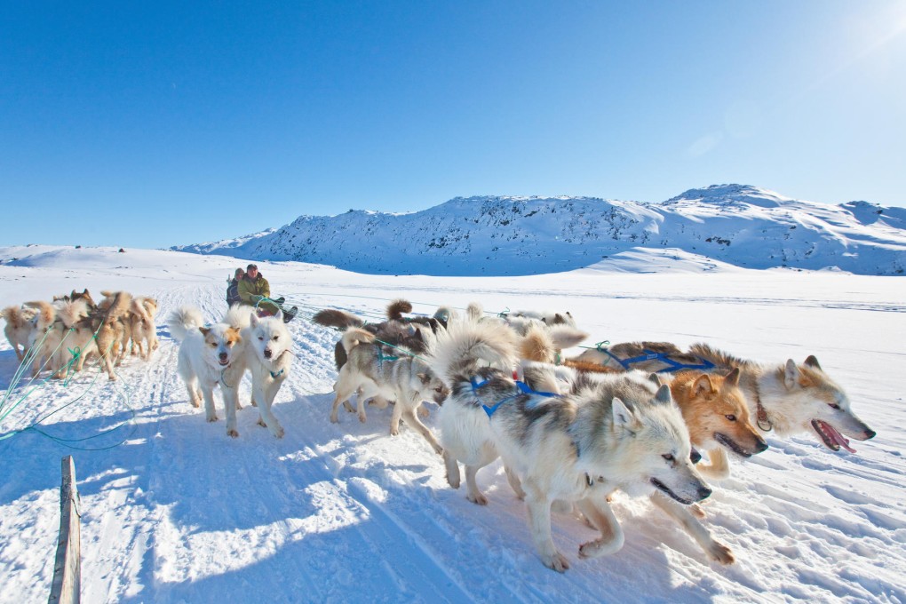 Dog sledding near Ilulissat, in Greenland.