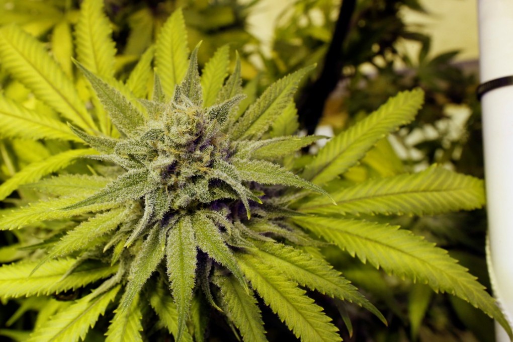 Abraham Friesen-Remple was sentenced in federal court in Denver to 15 months in prison after pleading guilty to using a telephone to facilitate the distribution of marijuana.