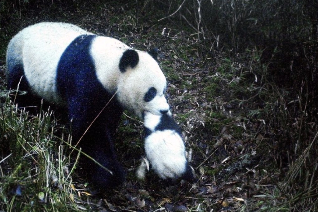 A photo of wild panda mother carrying her baby in the Jiuzhaigou Conservation Zone in northern Sichuan province. The young panda is thought to be several months old. Photo: SCMP Pictures