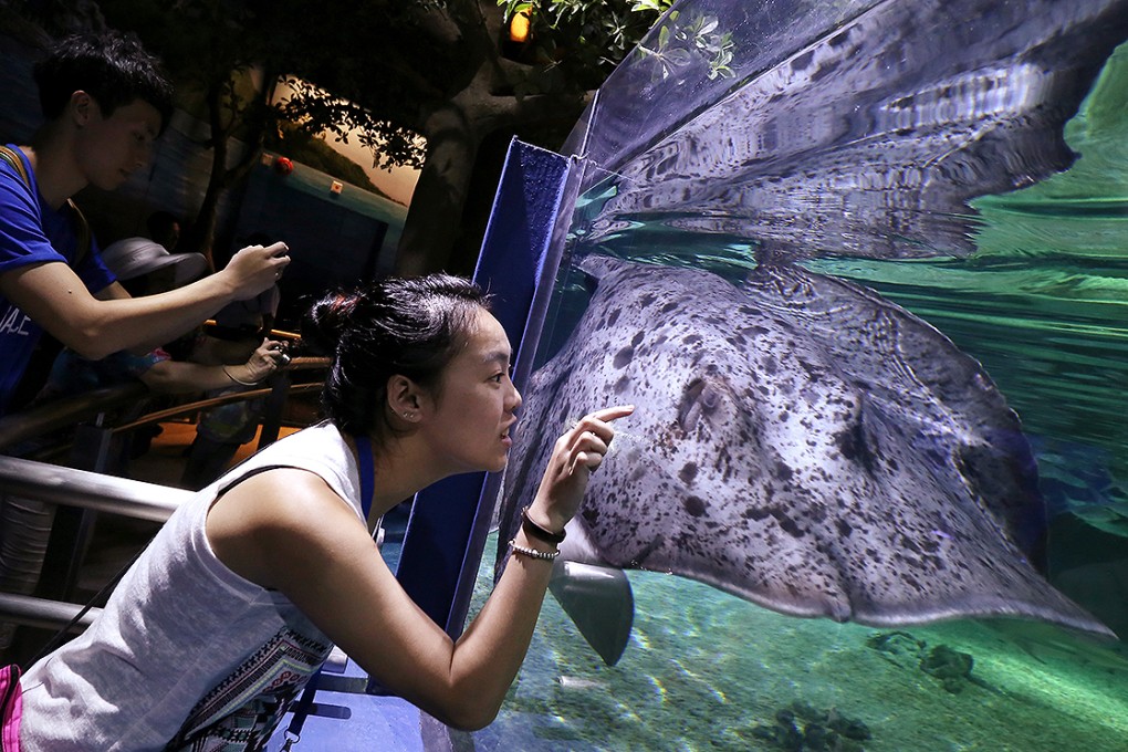 A black spotted stingray wows one Ocean park visitor. Photo: Jonathan Wong