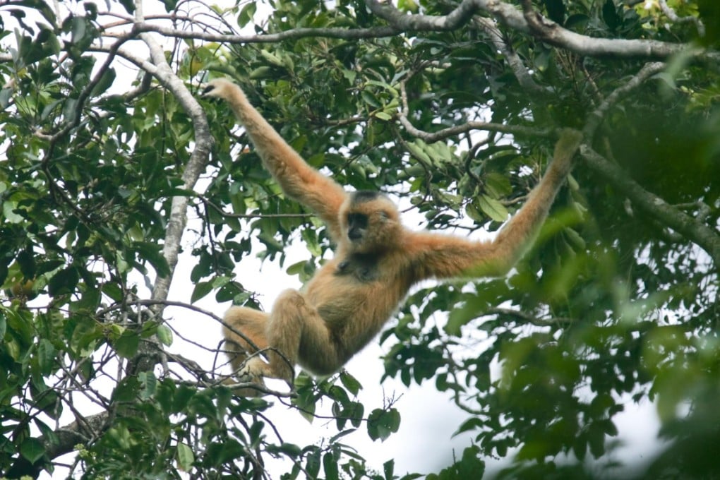 A Hainan gibbon, the world''s rarest primate, swings through the trees of the island province''s rainforests. Photo: Greenpeace
