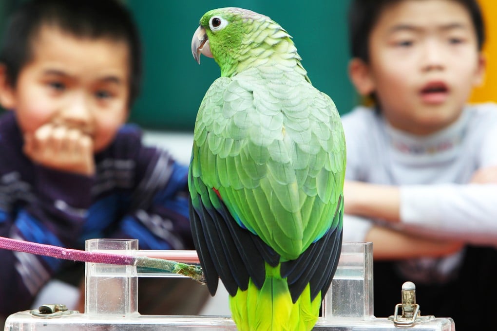 A 10-year-old Amazon Parrot Ka at the Pei Tau Village Playground, Sha Tin. Photo: Dickson Lee