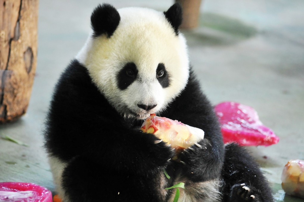Yuan Zai, the first Taiwan-born baby panda, enjoys some birthday cake - fruit frozen in ice - on her first birthday on July 6, at a zoo in Taipei.  Her parents, Yuan Yuan and Tuan Tuan, were donated by China to Taiwan five years ago. Photo: AFP