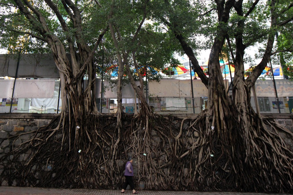 Rigorous checks of trees are essential. Photo: Dickson Lee