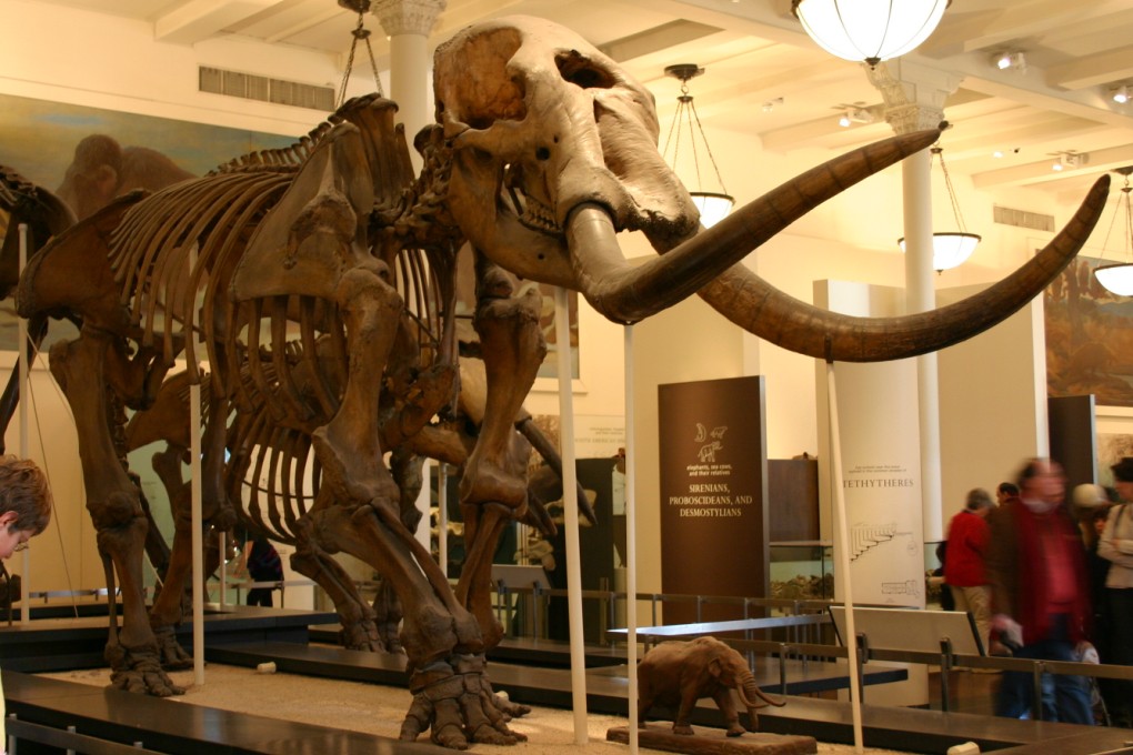 A Mastodon skeleton