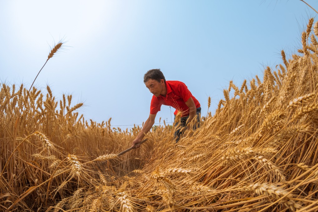 China's three northeastern provinces of Heilongjiang, Jilin and Liaoning provide about 20 per cent of the mainland's total grain output. Photo: Xinjua