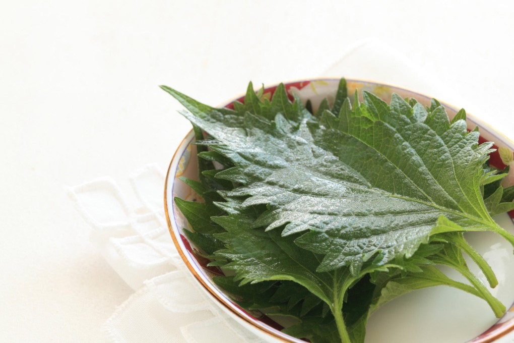 Shiso, or perilla, leaves are used in Korean, Japanese and Chinese cuisines