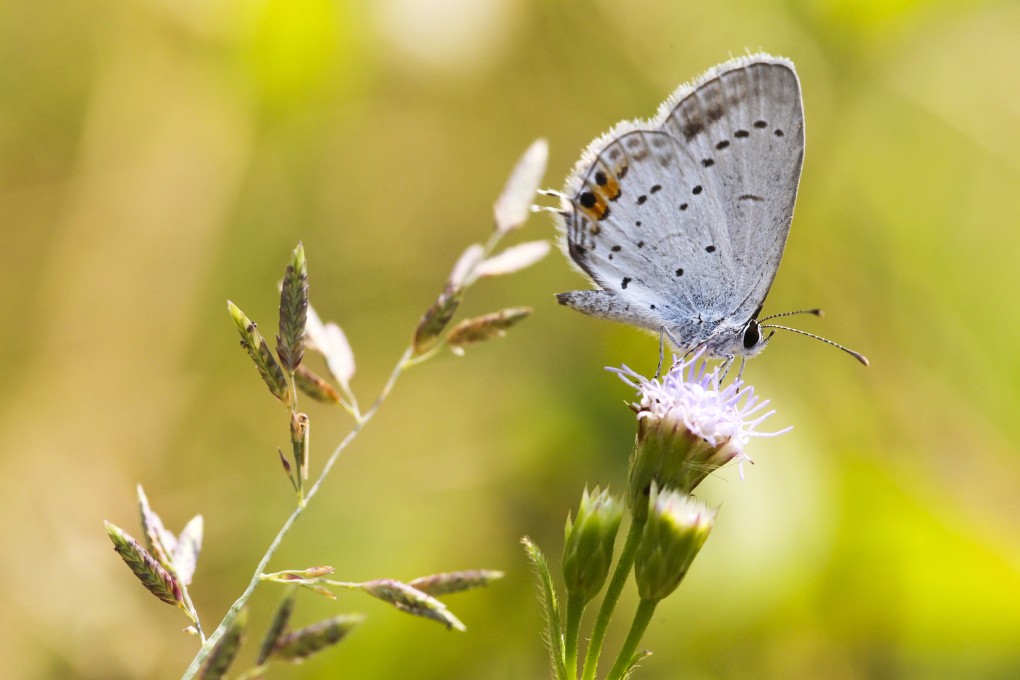 Hong Kong has a rich variety of plant and animal life. Photo: Martin Chan