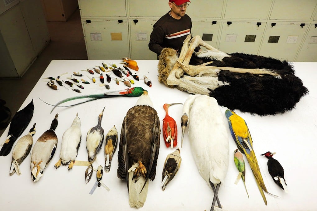 A new study sequenced the genomes of 45 bird species, revealing the complex web of relationships between these diverse living dinosaurs. Photo: AAAS/Carla Schaffer