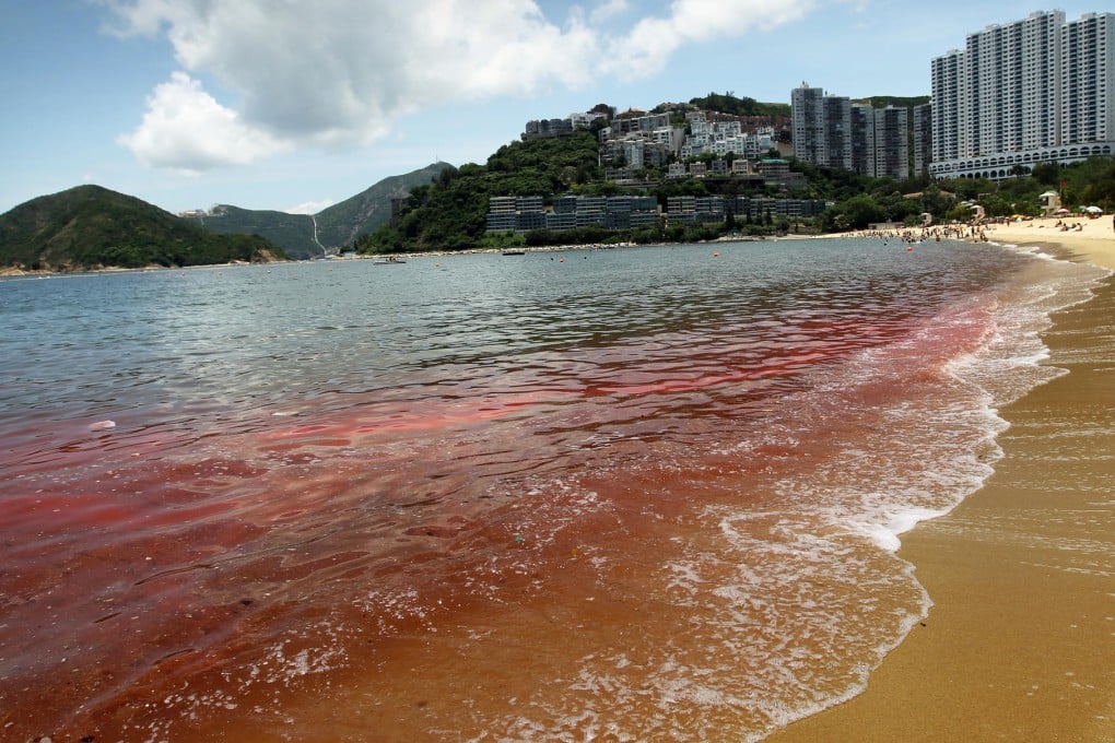 A red tide stains Repulse Bay Beach. Photo: Edward Wong