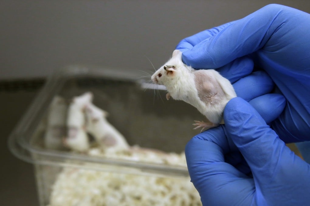 Charles Cook, manager of facilities and operations at Champions Oncology, displays mouse carrying a cancer patient's tumor graft under its skin. Photo:AP