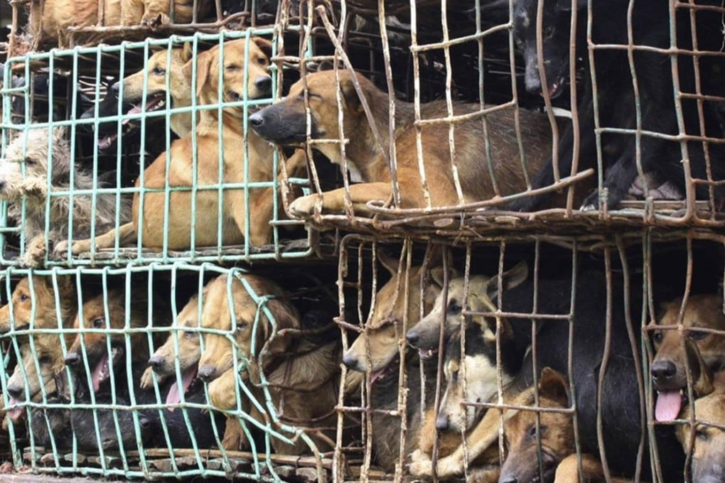 Illegal pet trade must be tackled