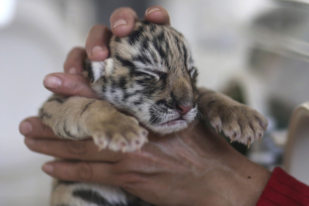 A tiger cub being cared for at a wildlife park in Kunming, Yunnan province. Animal welfare will soon be written into China's wild animal protection law. Photo: Reuters