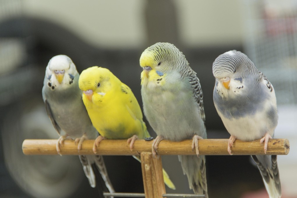 The extent to which a pet's wings need to be clipped is down to each individual bird. Picture: Thinkstock
