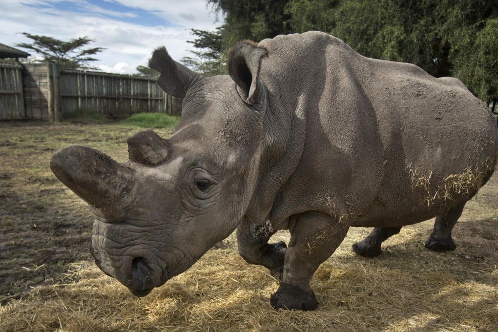 One of the five remaining northern white rhinos. Photo: AP