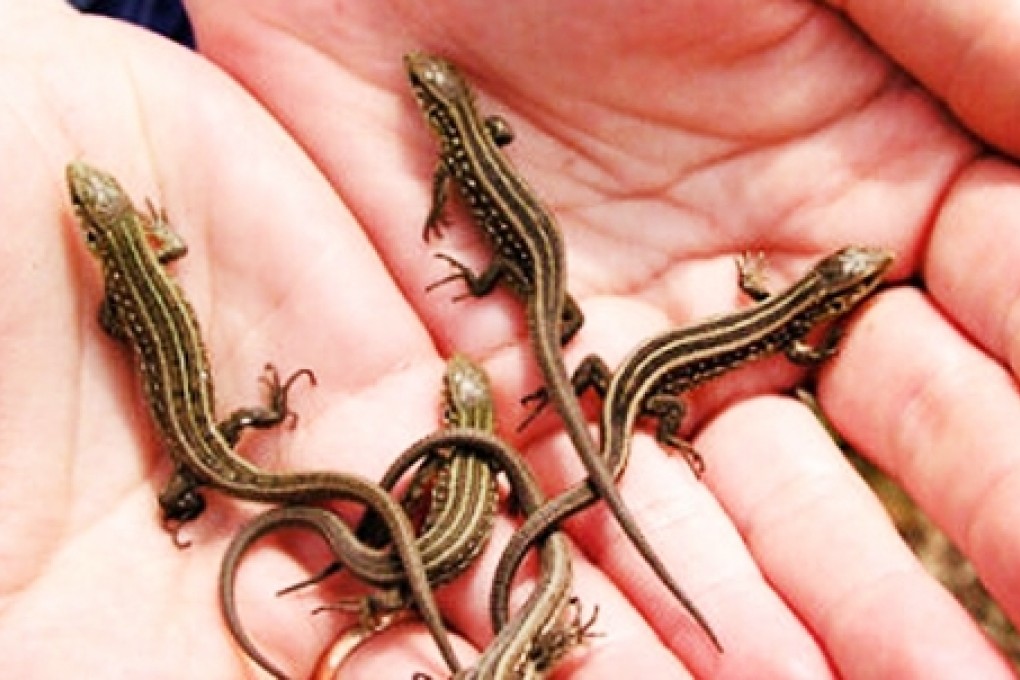 The group of men caught 1,689 of these wild geckos in a small town in Henan province, hoping to make money by selling them later. Photo: SCMP Pictures