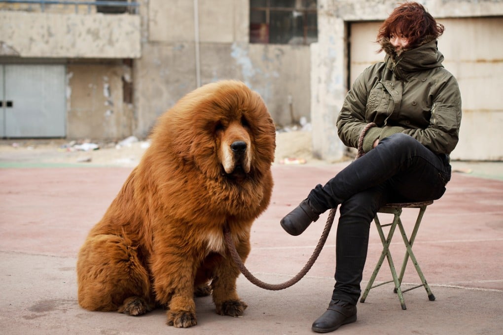 A Tibetan mastiff on sale on a street in China. A Shanxi couple have given up two of their dog but refuse to surrender a third after the pets attacked several neighbours. Photo: AFP