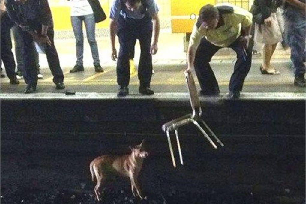 MTR staff try to rescue the dog from the tracks, to no avail.